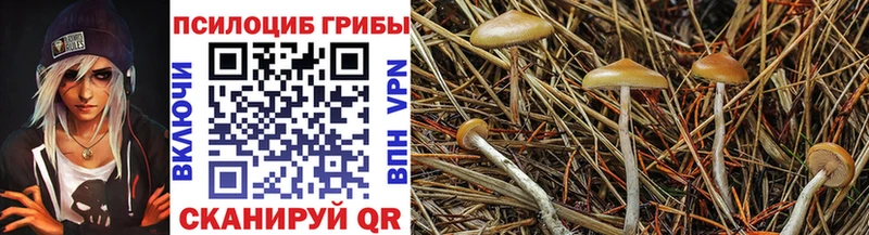 купить blacksprut сайт Галлюциногенные грибы Cubensis Бородино